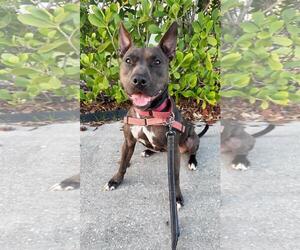Raven - Female Mutt Dog for Adoption - Photo #2