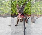 Small #1 Mutt