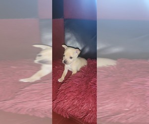 Chipin Puppy for sale in GRIFFIN, GA, USA