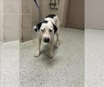 LUCY - Female Labrador Retriever-Unknown Mix Dog for Adoption - Small photo