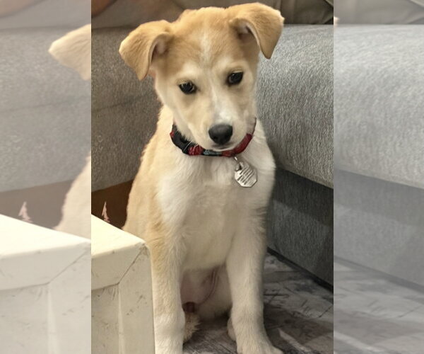 Medium Photo #4 Labsky Puppy For Sale in Omaha, NE, USA