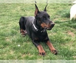 Small Photo #36 Doberman Pinscher Puppy For Sale in MACUNGIE, PA, USA