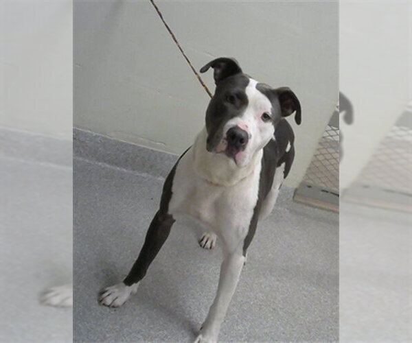 Medium Photo #1 American Pit Bull Terrier-Unknown Mix Puppy For Sale in Pasadena, TX, USA