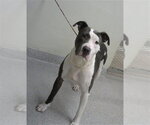 Small American Pit Bull Terrier Mix