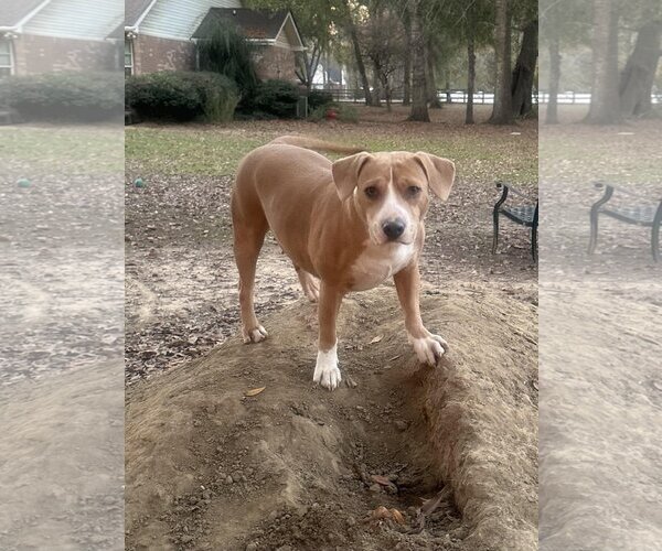 Medium Photo #6 Beagle-Unknown Mix Puppy For Sale in Ocean Springs, MS, USA