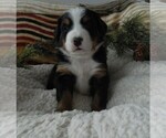 Small Photo #17 Bernese Mountain Dog Puppy For Sale in CLARE, MI, USA