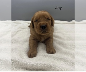 Golden Retriever Dog for Adoption in FREDERICKSBG, Ohio USA