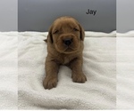 Small Golden Retriever