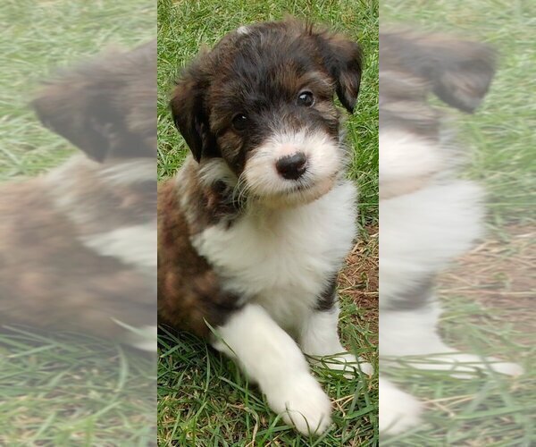 Medium Photo #4 Cadoodle Puppy For Sale in PERU, IN, USA