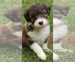 Small #3 Cadoodle