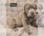 Image preview for Ad Listing. Nickname: Rookie