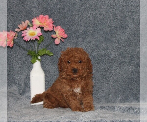 Medium Photo #2 Goldendoodle (Miniature) Puppy For Sale in NAPPANEE, IN, USA