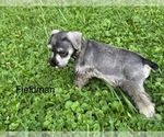Small #1 Schnauzer (Miniature)