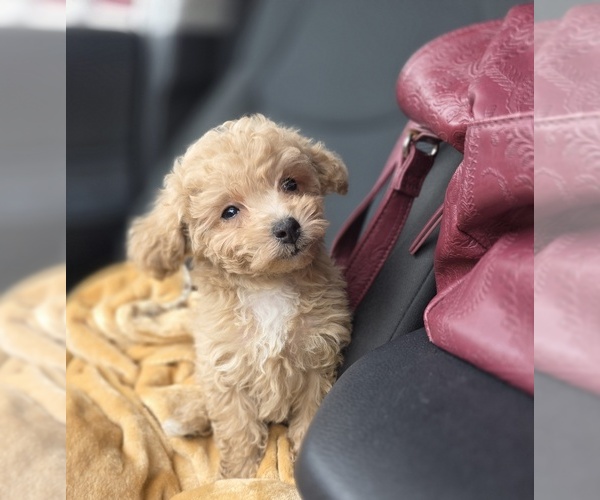Medium Photo #44 Poodle (Toy) Puppy For Sale in DYERSBURG, TN, USA