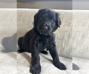Newfoundland-Shepadoodle Mix Puppy for sale in NEW DERRY, PA, USA