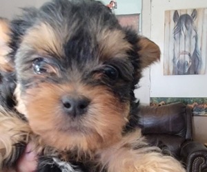 Yorkshire Terrier Puppy for Sale in PITTSBURG, Kansas USA