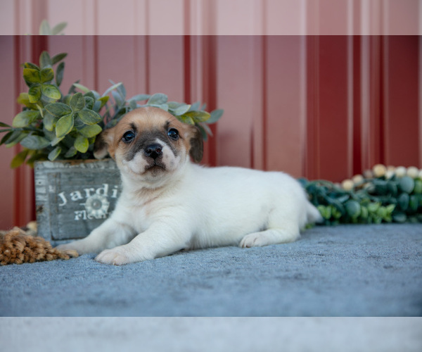 Medium Photo #2 Jack Russell Terrier Puppy For Sale in ETNA GREEN, IN, USA