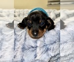Puppy LT BLUE BOY Dachshund