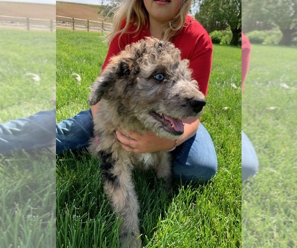Medium Photo #3 Pyredoodle Puppy For Sale in PRESCOTT, WA, USA