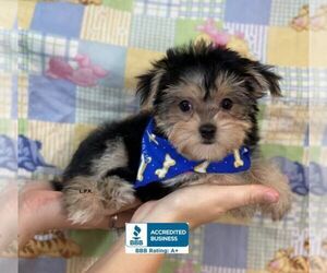 Morkie Puppy for sale in WINNSBORO, LA, USA