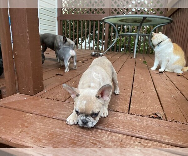 Medium Photo #3 French Bulldog Puppy For Sale in GREENSBORO, NC, USA