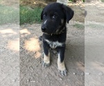 Puppy 4 Anatolian Shepherd-German Shepherd Dog Mix
