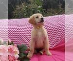 Small Photo #10 Golden Retriever Puppy For Sale in SHERIDAN, MI, USA