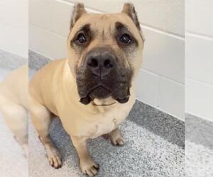 Mutt Dogs for adoption in Houston, TX, USA