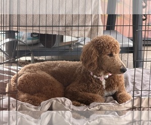 Father of the Goldendoodle (Miniature) puppies born on 05/09/2026