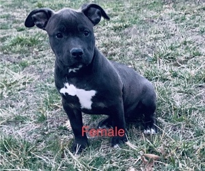 American Bully Puppy for sale in PLEASANT HOPE, MO, USA