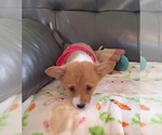 Small #3 Pembroke Welsh Corgi