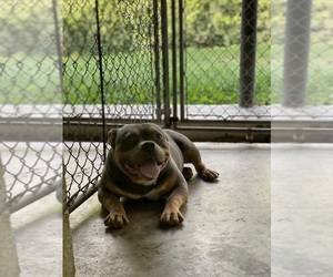 American Bully Puppy for sale in DANVILLE, VA, USA