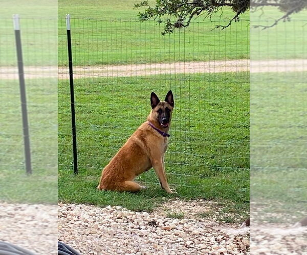 Medium Photo #2 Mutt Puppy For Sale in Imlay City, MI, USA