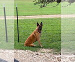 Small #1 Mutt