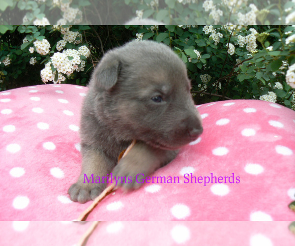 Medium Photo #6 German Shepherd Dog Puppy For Sale in PIEDMONT, MO, USA