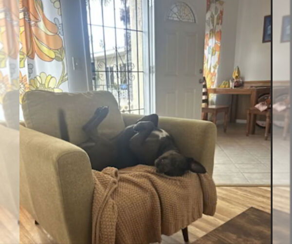 Medium Photo #3 Catahoula Leopard Dog-Labrador Retriever Mix Puppy For Sale in San Diego, CA, USA