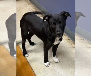 Mutt Dogs for adoption in Oak Bluffs, MA, USA