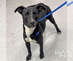 Small #1 Labrador Retriever Mix