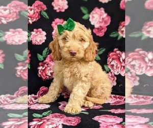Cocker Spaniel-Poodle (Miniature) Mix Puppy for sale in LINCOLN UNIVERSITY, PA, USA