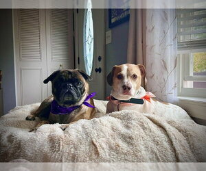 Poe - Male Pug Dog for Adoption - Photo #5