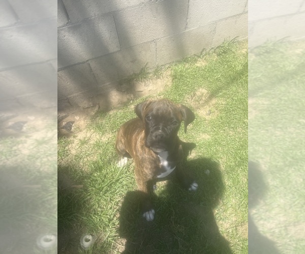 Medium Photo #1 Boxer Puppy For Sale in BAKERSFIELD, CA, USA
