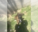 Small Photo #1 Boxer Puppy For Sale in BAKERSFIELD, CA, USA