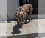 Small #3 Staffordshire Bull Terrier Mix