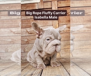 French Bulldog Puppy for sale in CHICAGO, IL, USA