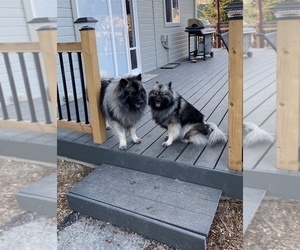 Keeshond Puppy for sale in NAMPA, ID, USA