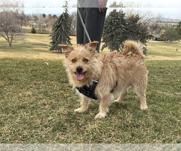 Medium Photo #8 Chihuahua-Unknown Mix Puppy For Sale in Sandy, UT, USA