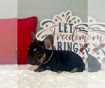 Small Photo #4 French Bulldog Puppy For Sale in ADELAIDE, WA, USA