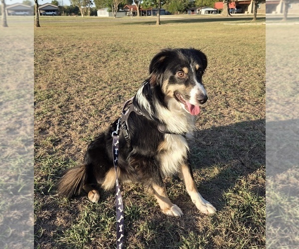 Medium Photo #4 Miniature Australian Shepherd Puppy For Sale in WILLS POINT, TX, USA