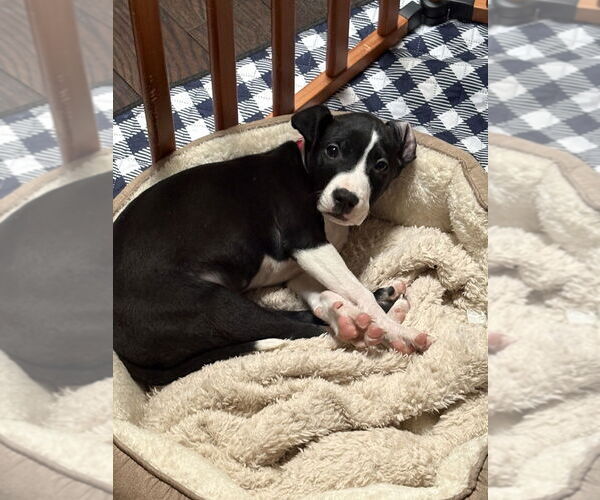 Medium Photo #11 Labrador Retriever-Unknown Mix Puppy For Sale in Brewster, NY, USA