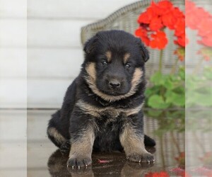 German Shepherd Dog Puppy for sale in FREDERICKSBG, OH, USA